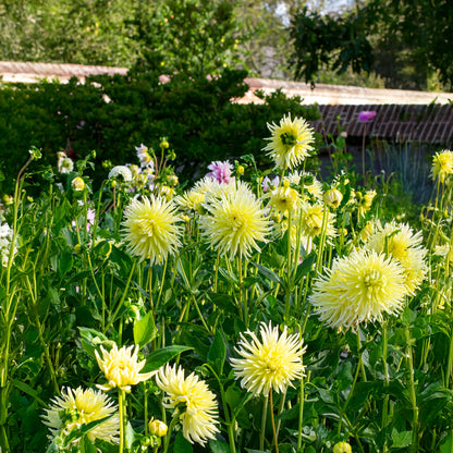 Dahlia Cactus Yellow Star (1 Bulb)