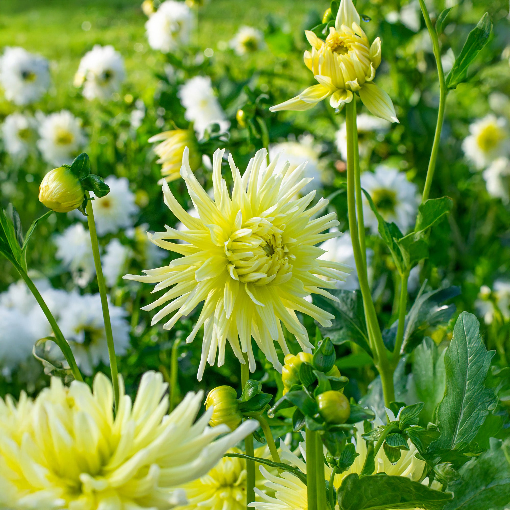 Dahlia Cactus Yellow Star (1 Bulb)