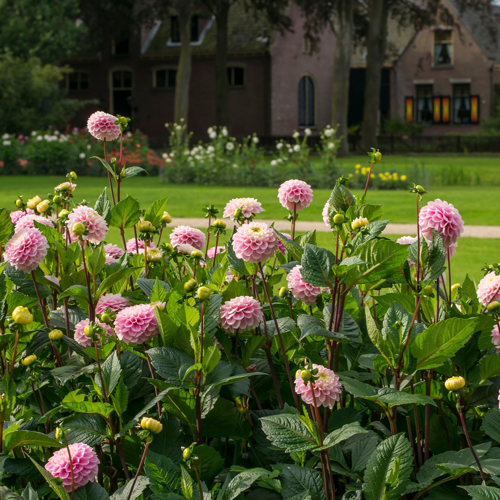 Dahlia Wizard Of Oz (1 Bulb)