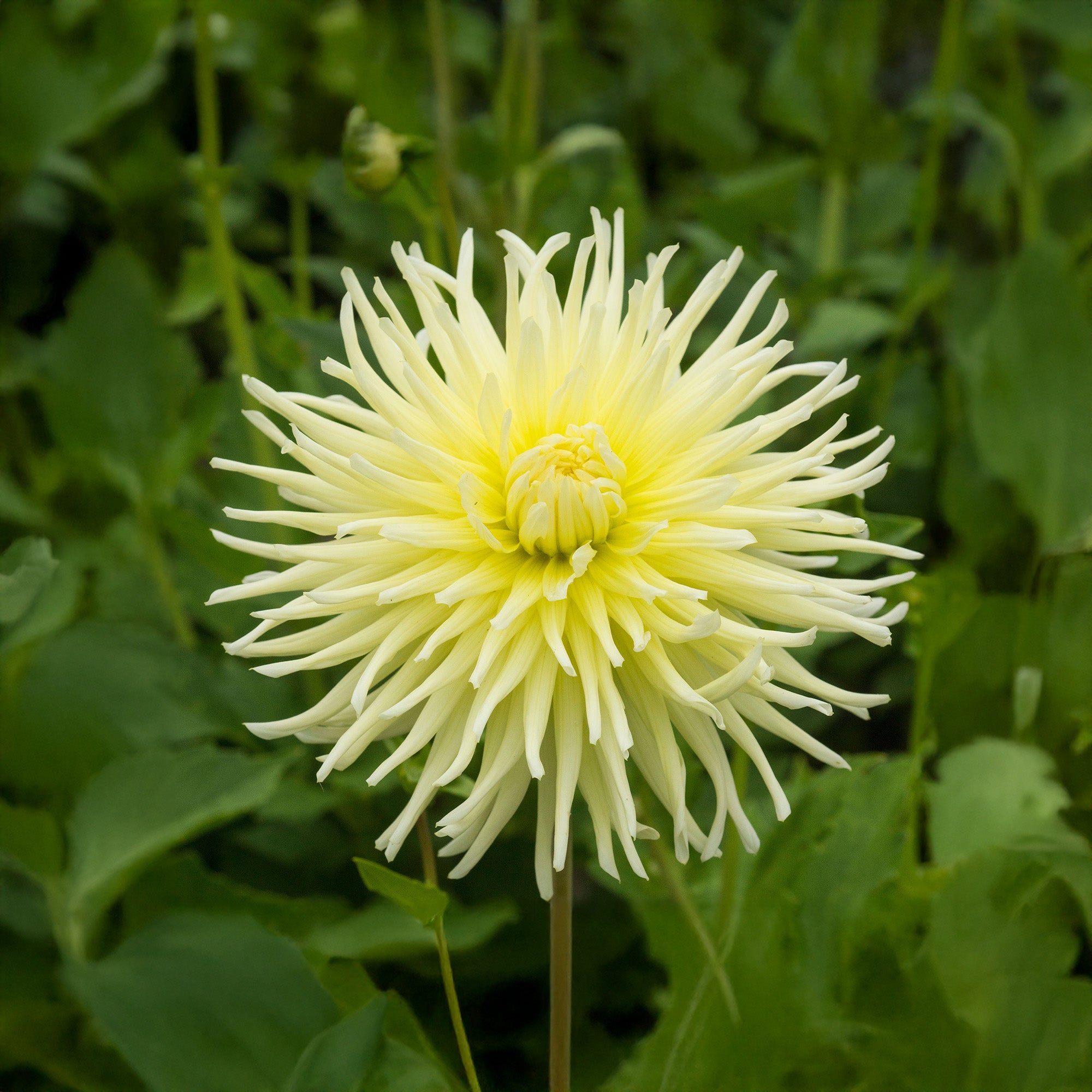 Dahlia Cactus Yellow Star (1 Bulb)