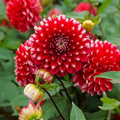 Dahlia Park Little Tiger (1 Bulb)