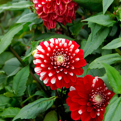 Dahlia Park Little Tiger (1 Bulb)