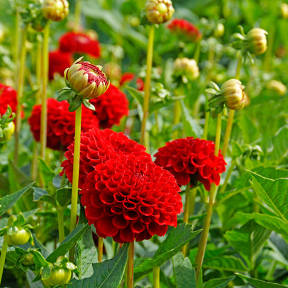 Dahlia Pompon Nescio (1 Bulb)