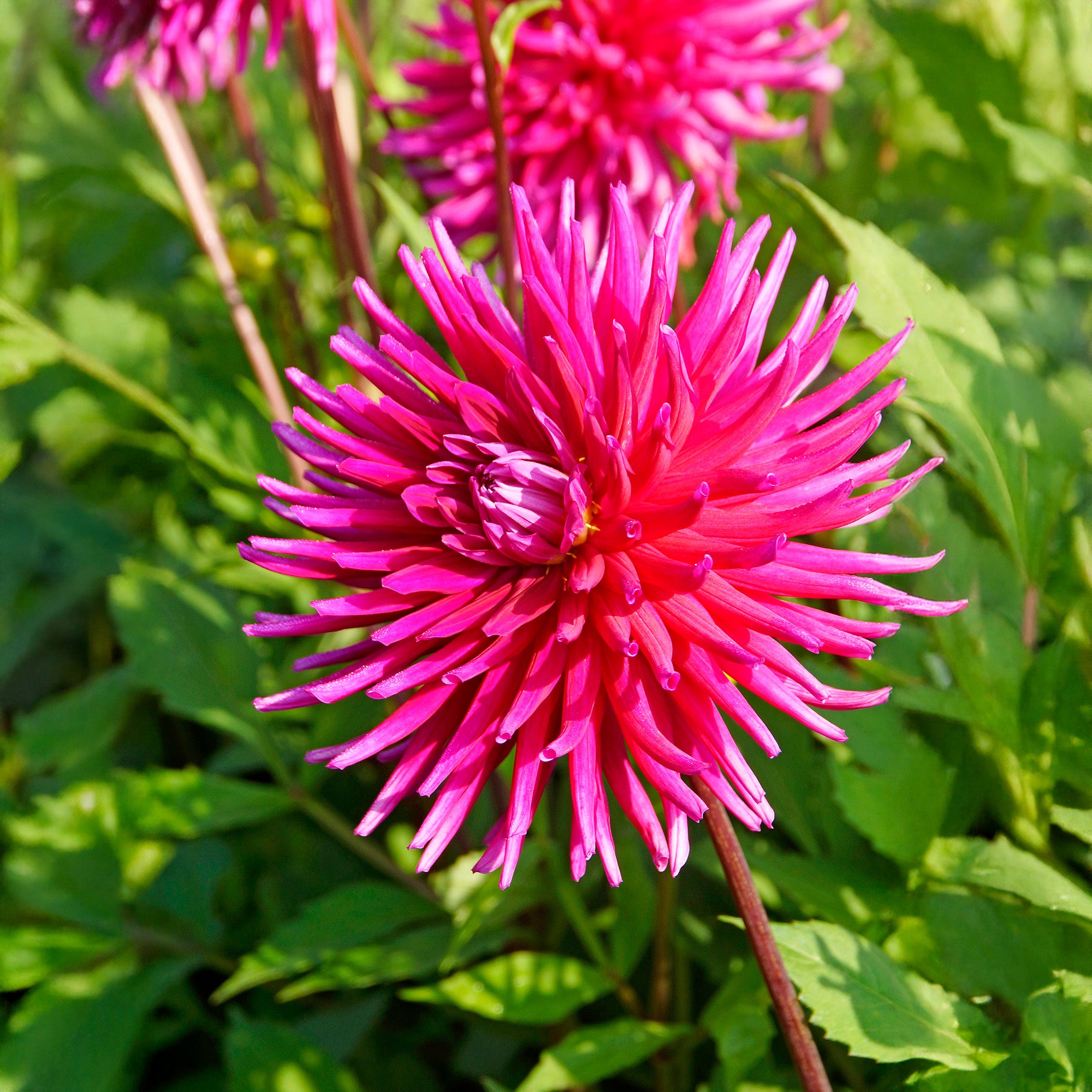 Dahlia Cactus Purple Gem (1 Bulb)