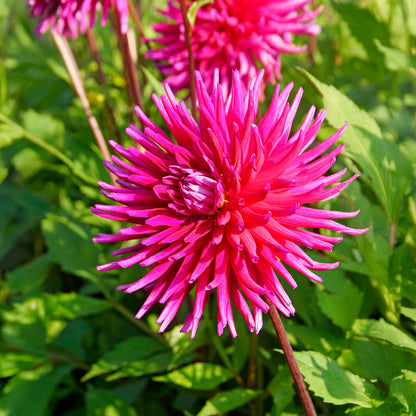 Dahlia Cactus Purple Gem (1 Bulb)
