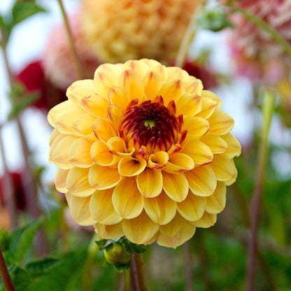Dahlia Pompon Yellow Jill (1 Bulb)