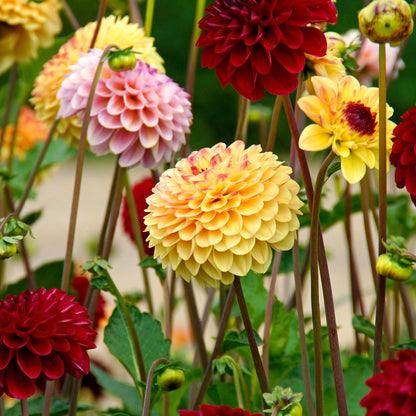 Dahlia Pompon Yellow Jill (1 Bulb)