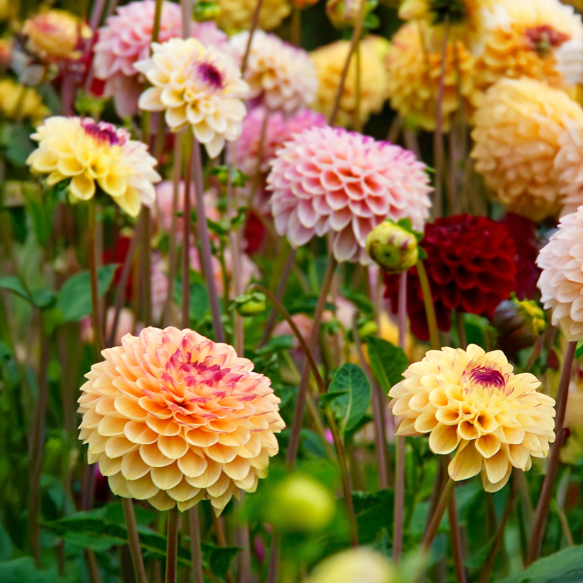 Dahlia Pompon Yellow Jill (1 Bulb)