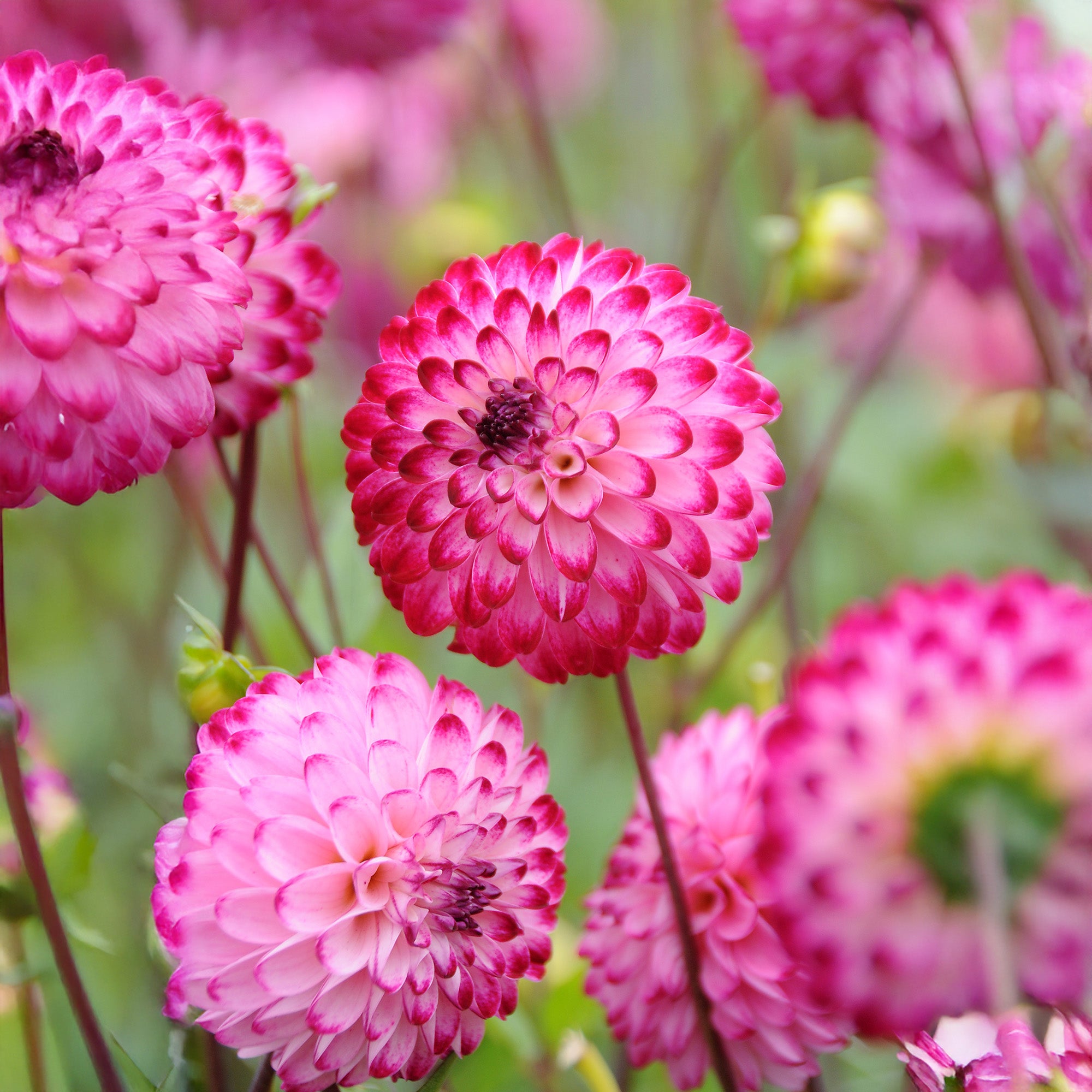 Dahlia Little Robert (1 Bulb)