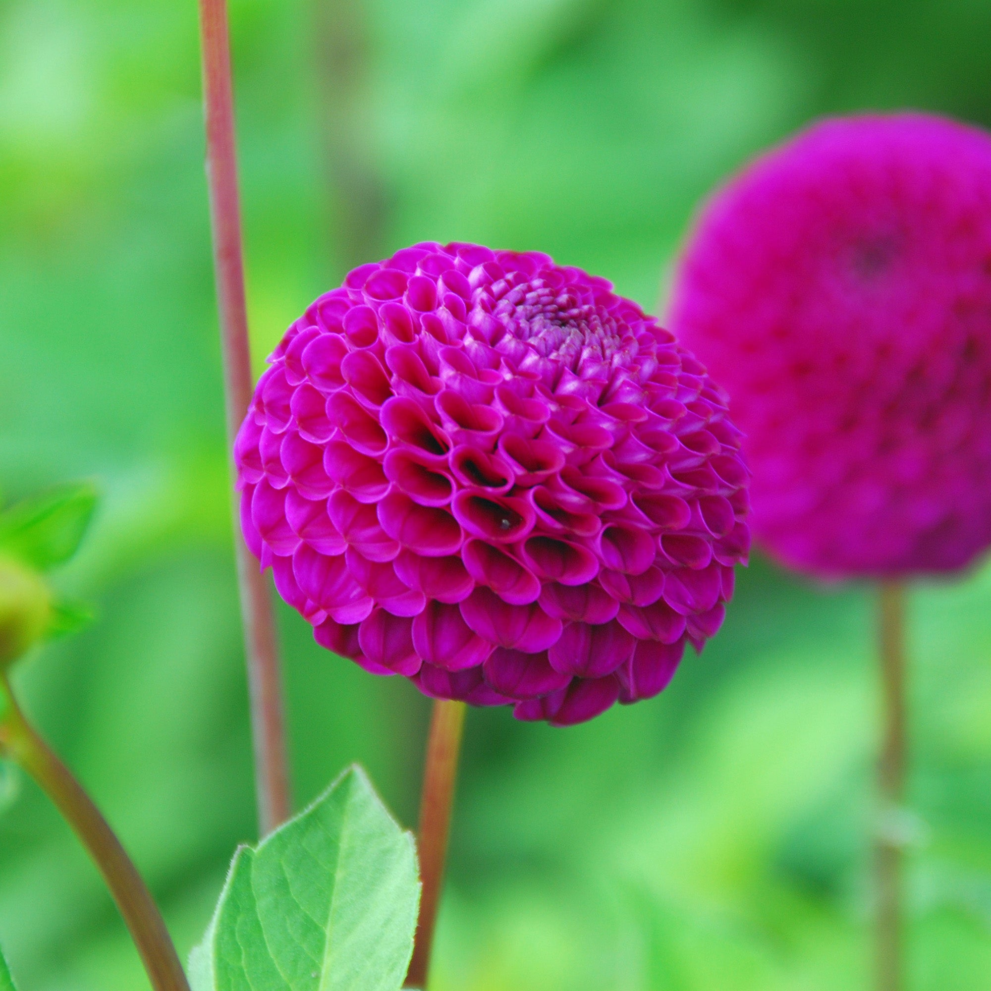 Dahlia Pompon Rocco (1 Bulb)