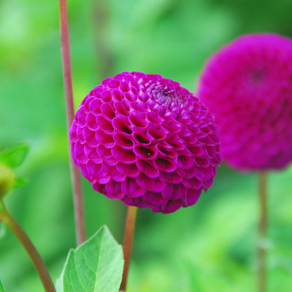 Dahlia Pompon Rocco (1 Bulb)