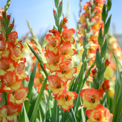 Gladiolus Princess Margareth (10 Bulbs)