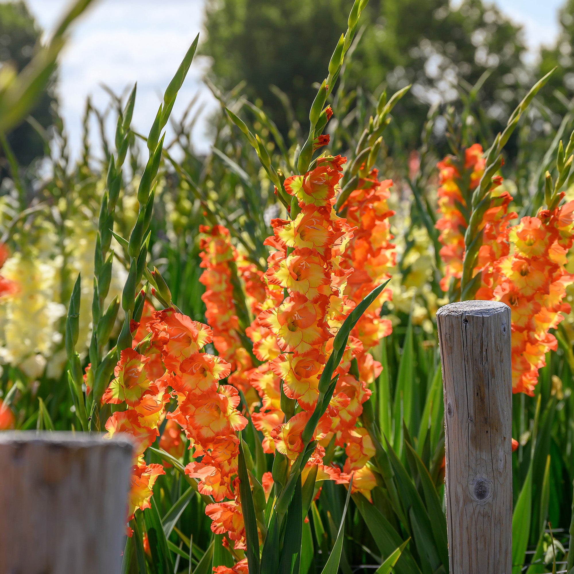 Gladiolus Princess Margareth (10 Bulbs)