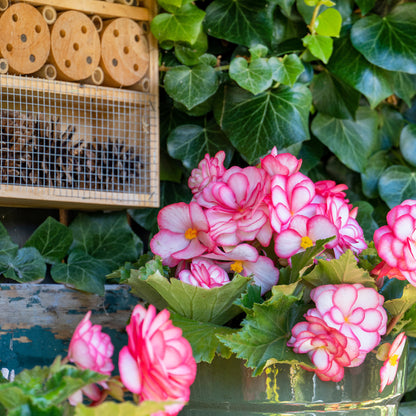 Begonia Bouton De Rose
