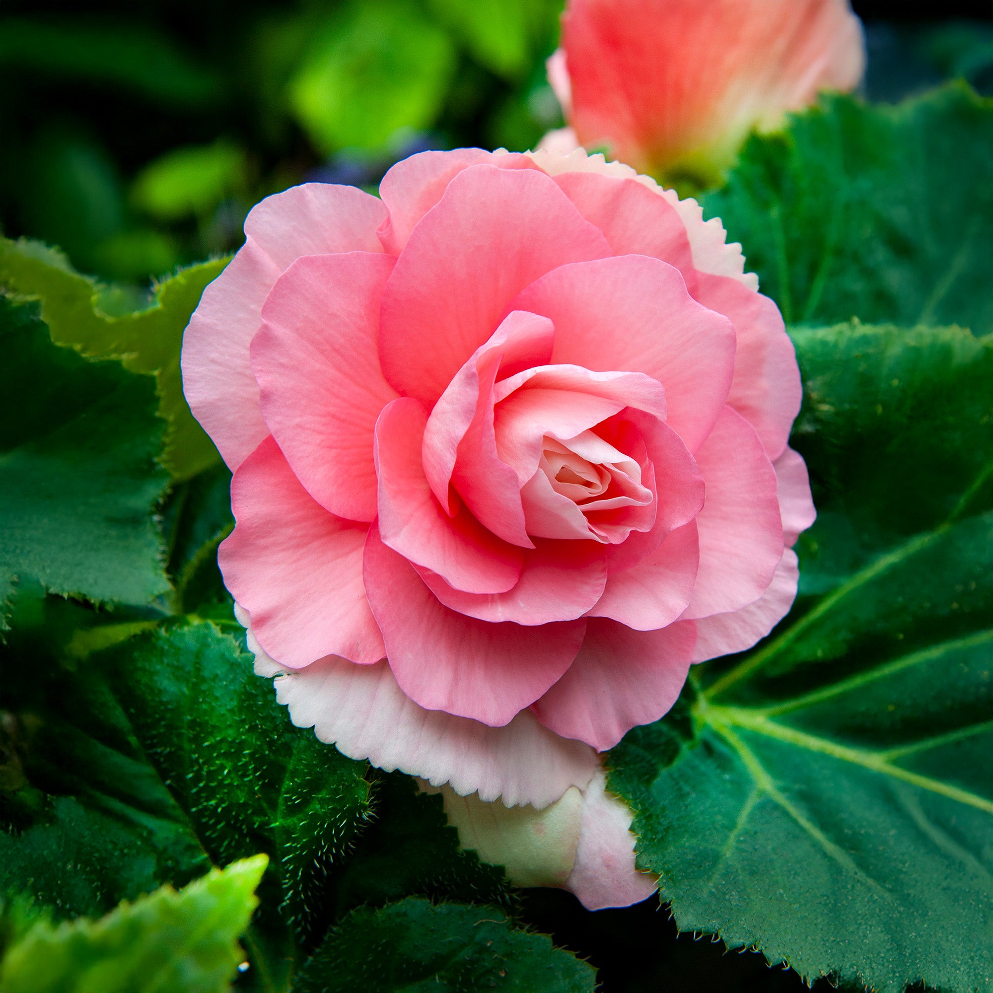 Begonia Double Pink