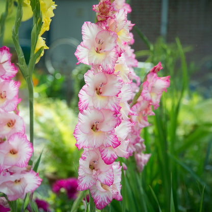 Gladiolus Priscilla (5 Bulbs)