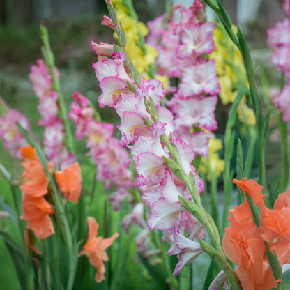 Gladiolus Priscilla (5 Bulbs)