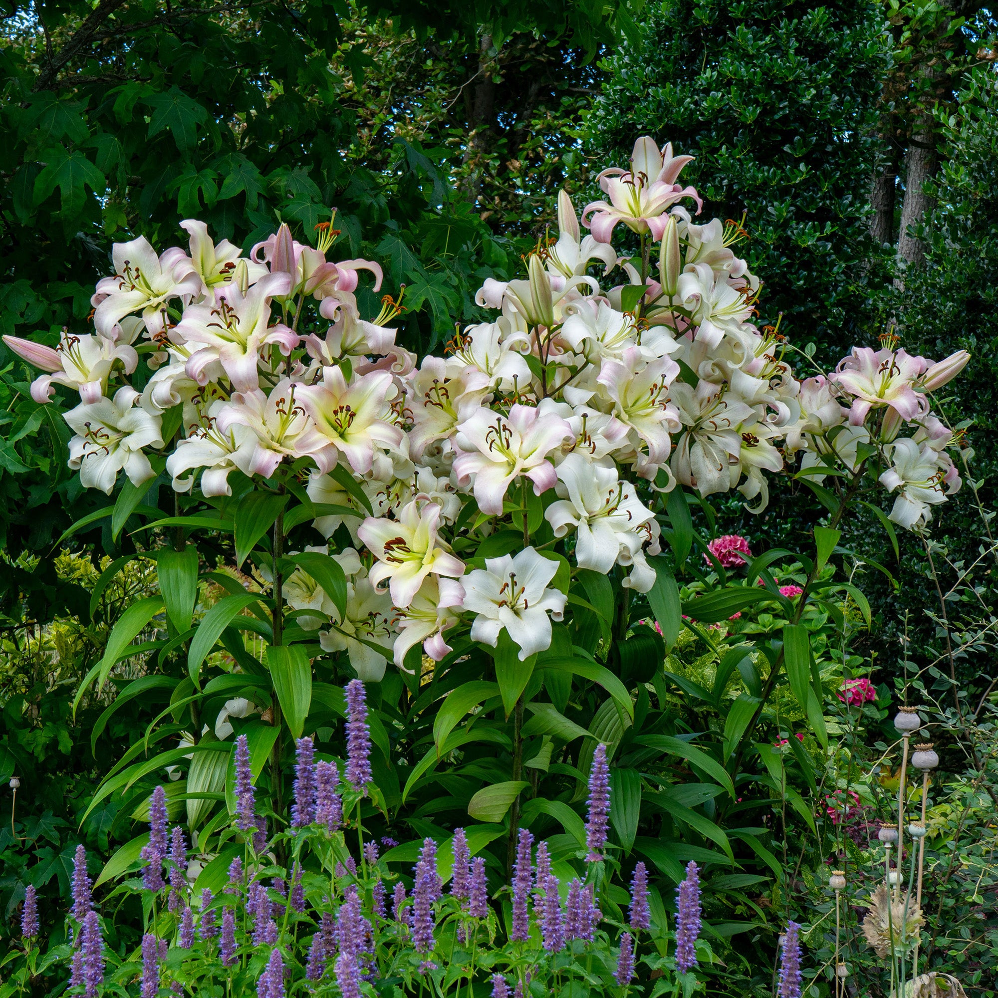 Lilium Like A Tree Pretty Woman (2 Bulbs)