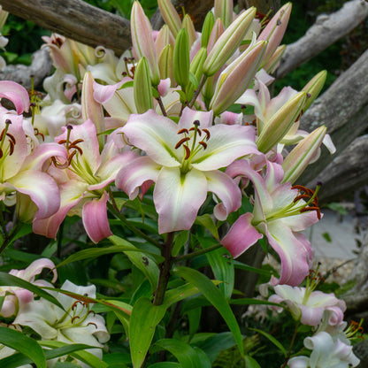 Lilium Like A Tree Pretty Woman (2 Bulbs)