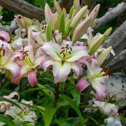 Lilium Like A Tree Pretty Woman (2 Bulbs)