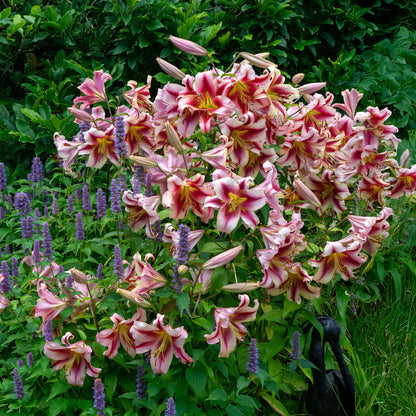Lilium Like A Tree Olympic Torch (2 Bulbs)
