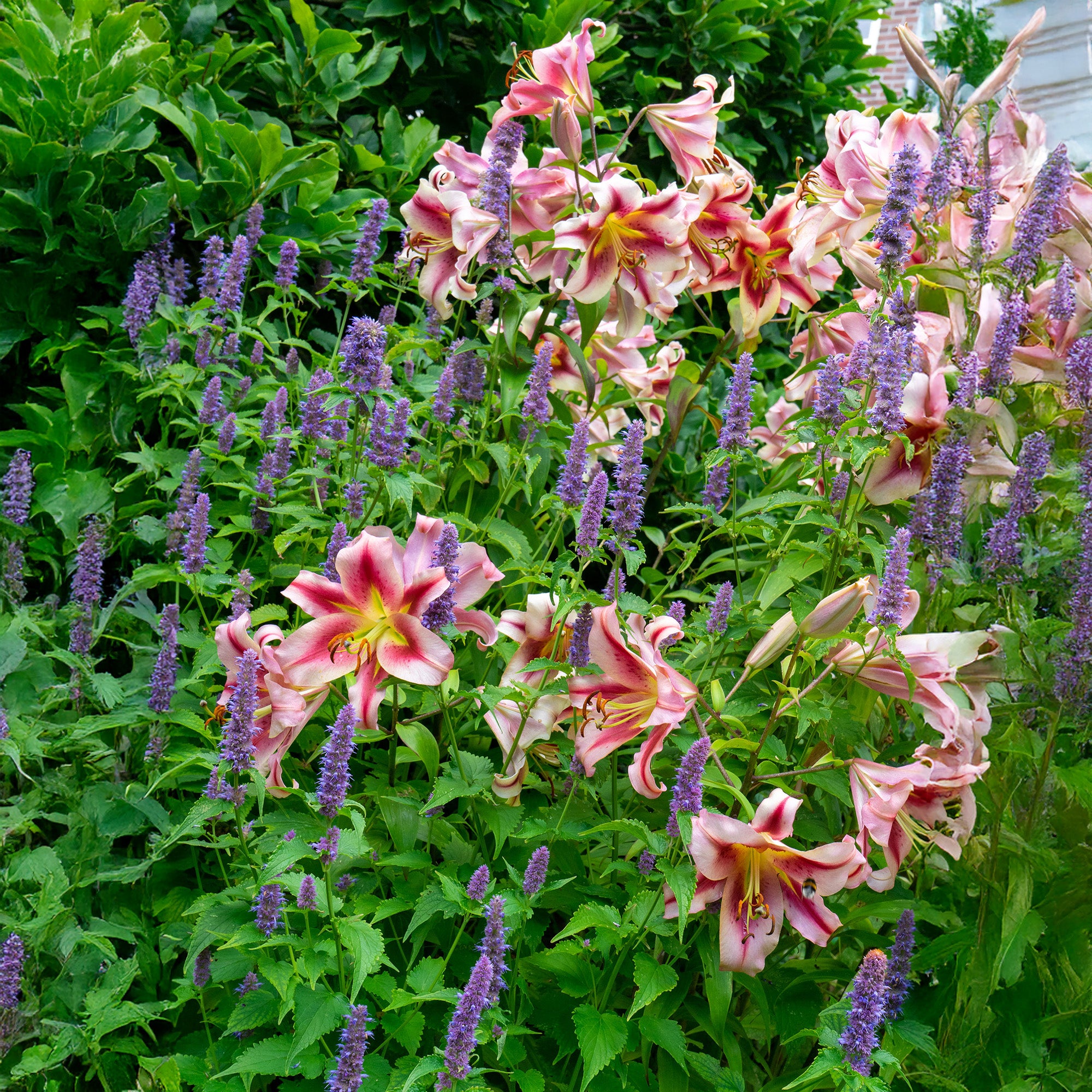 Lilium Like A Tree Olympic Torch (2 Bulbs)