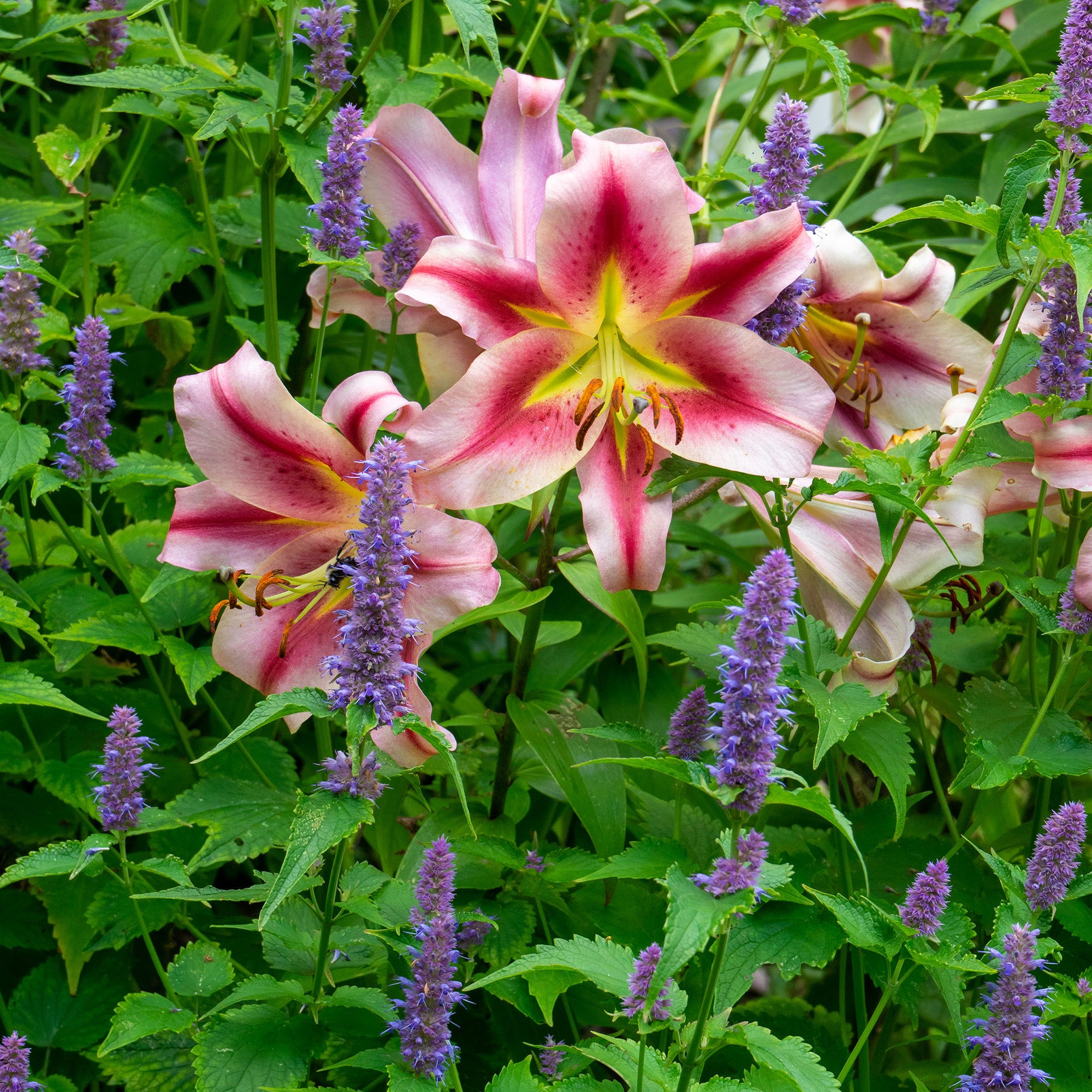 Lilium Like A Tree Olympic Torch (2 Bulbs)