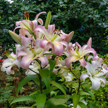 Lilium Like A Tree Pretty Woman (2 Bulbs)
