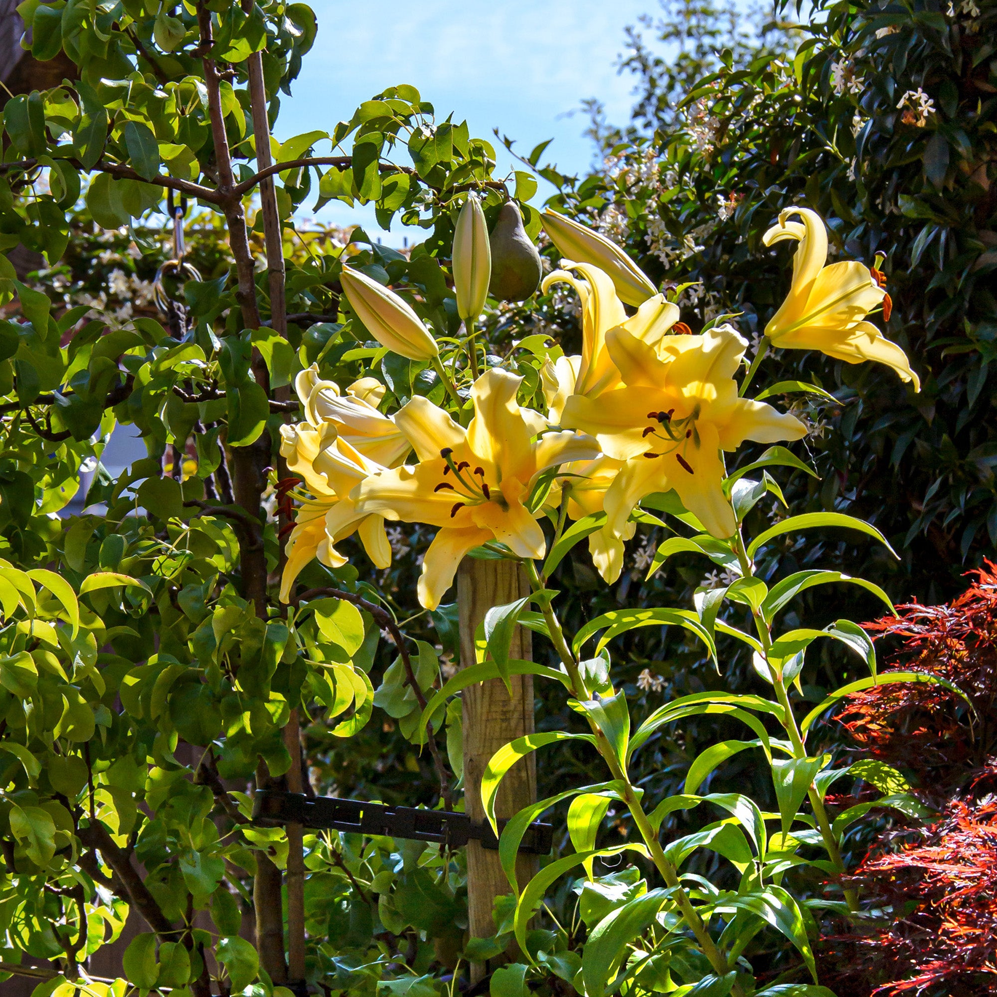 Lilium Like A Tree Honeymoon (2 Bulbs)