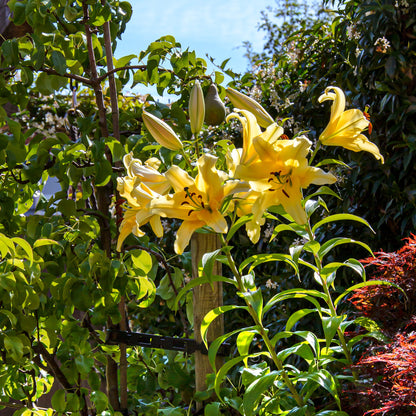Lilium Like A Tree Honeymoon (2 Bulbs)