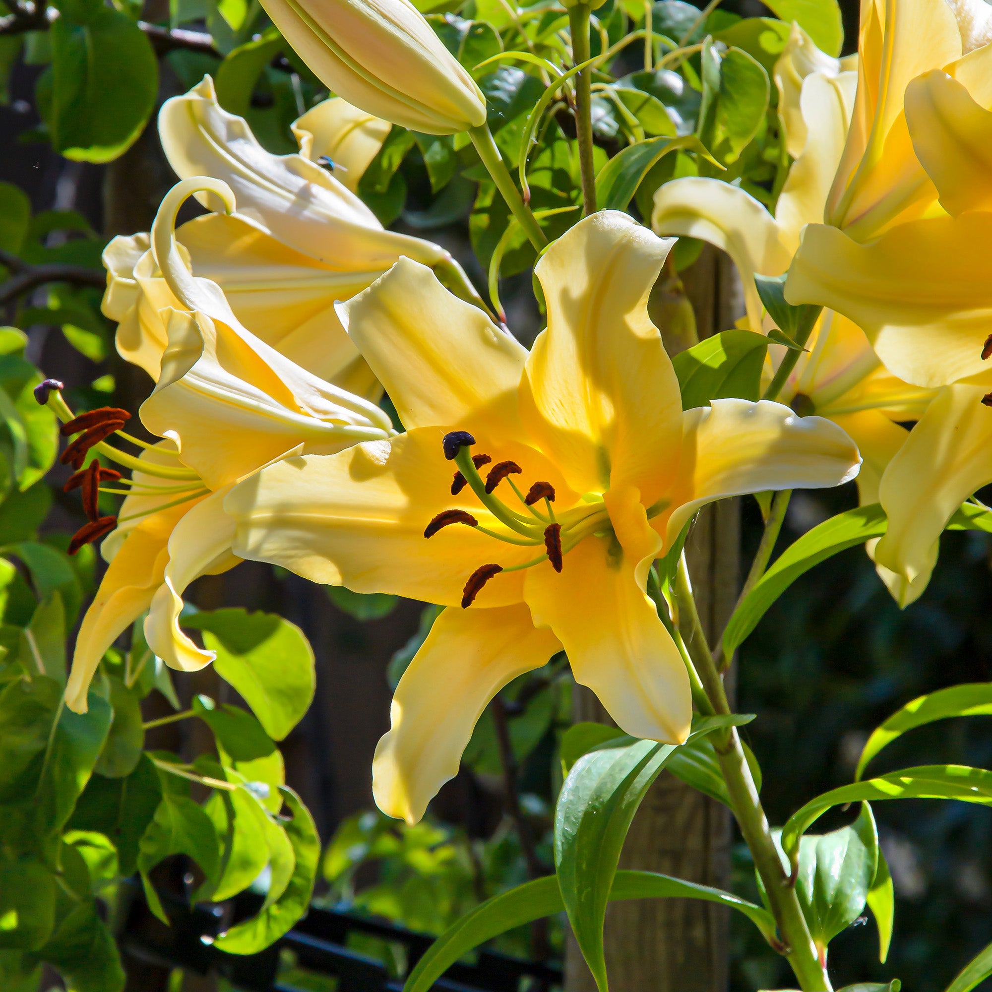 Lilium Like A Tree Honeymoon (2 Bulbs)
