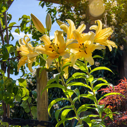 Lilium Like A Tree Honeymoon (2 Bulbs)