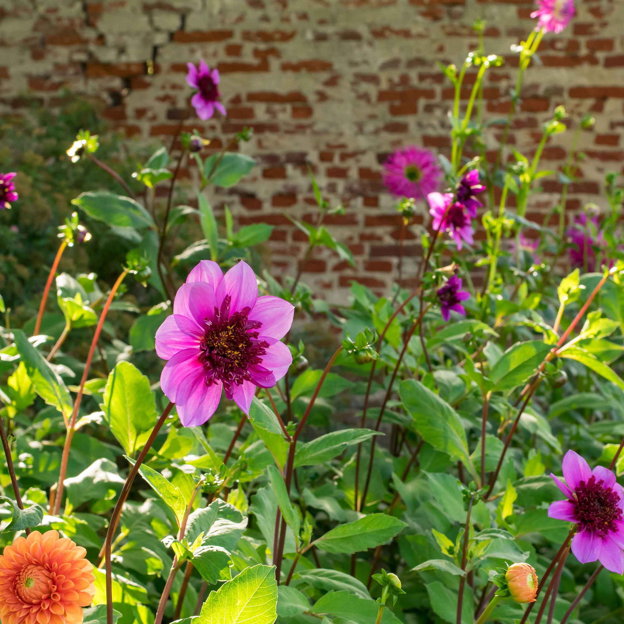 Dahlia Mignon Blue Bayou (1 Bulb)