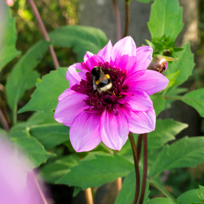 Dahlia Mignon Blue Bayou (1 Bulb)