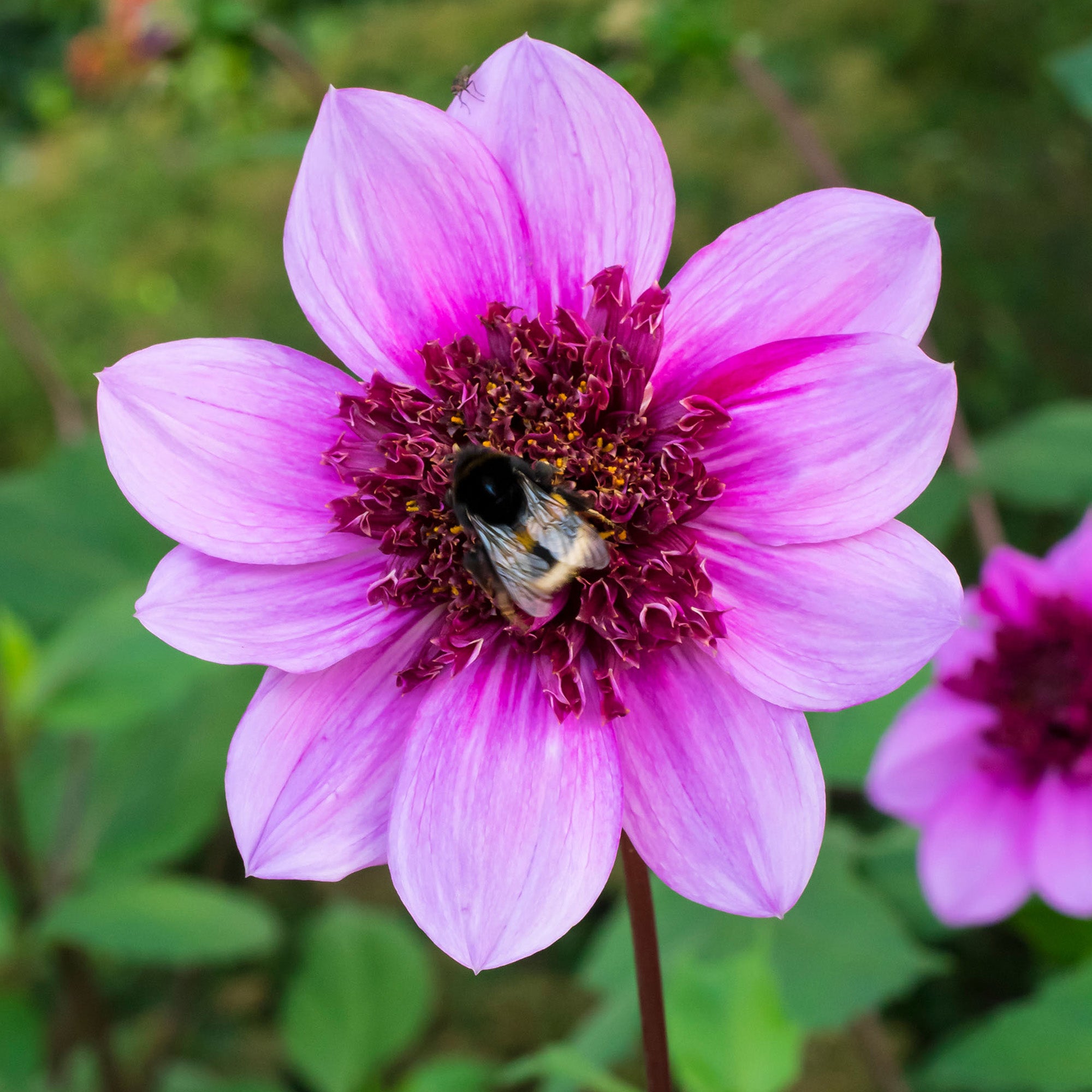 Dahlia Mignon Blue Bayou (1 Bulb)