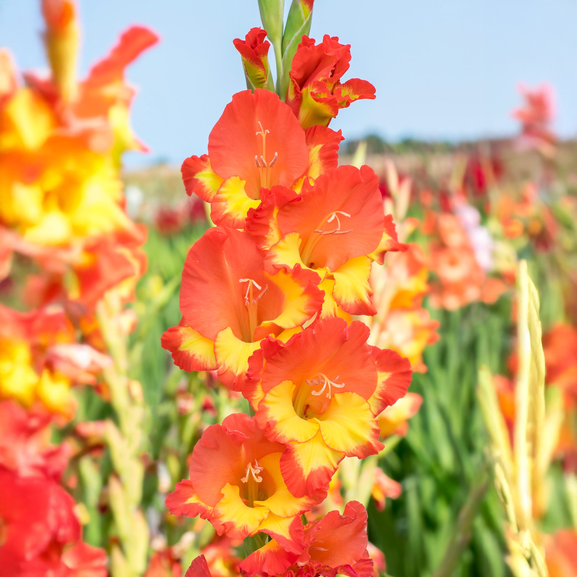 Gladiolus Princess Margareth (10 Bulbs)
