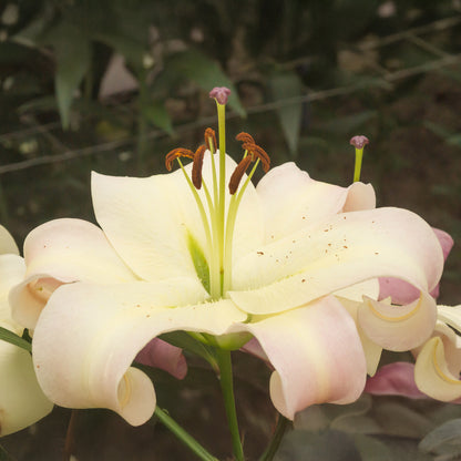 Lilium Like A Tree Pretty Woman (2 Bulbs)