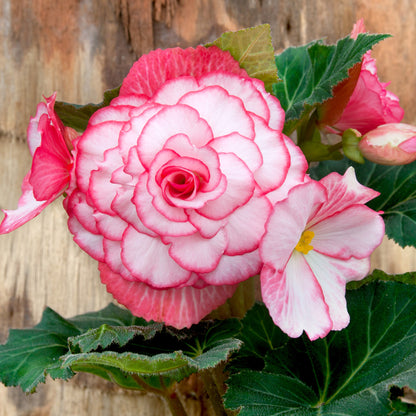 Begonia Bouton De Rose