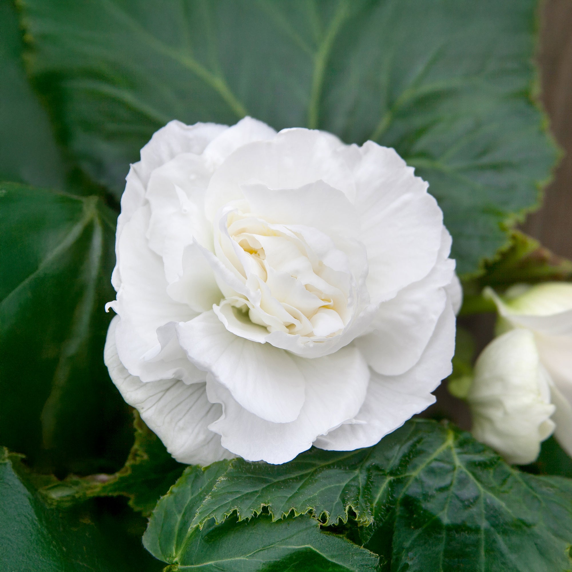 Begonia Double White