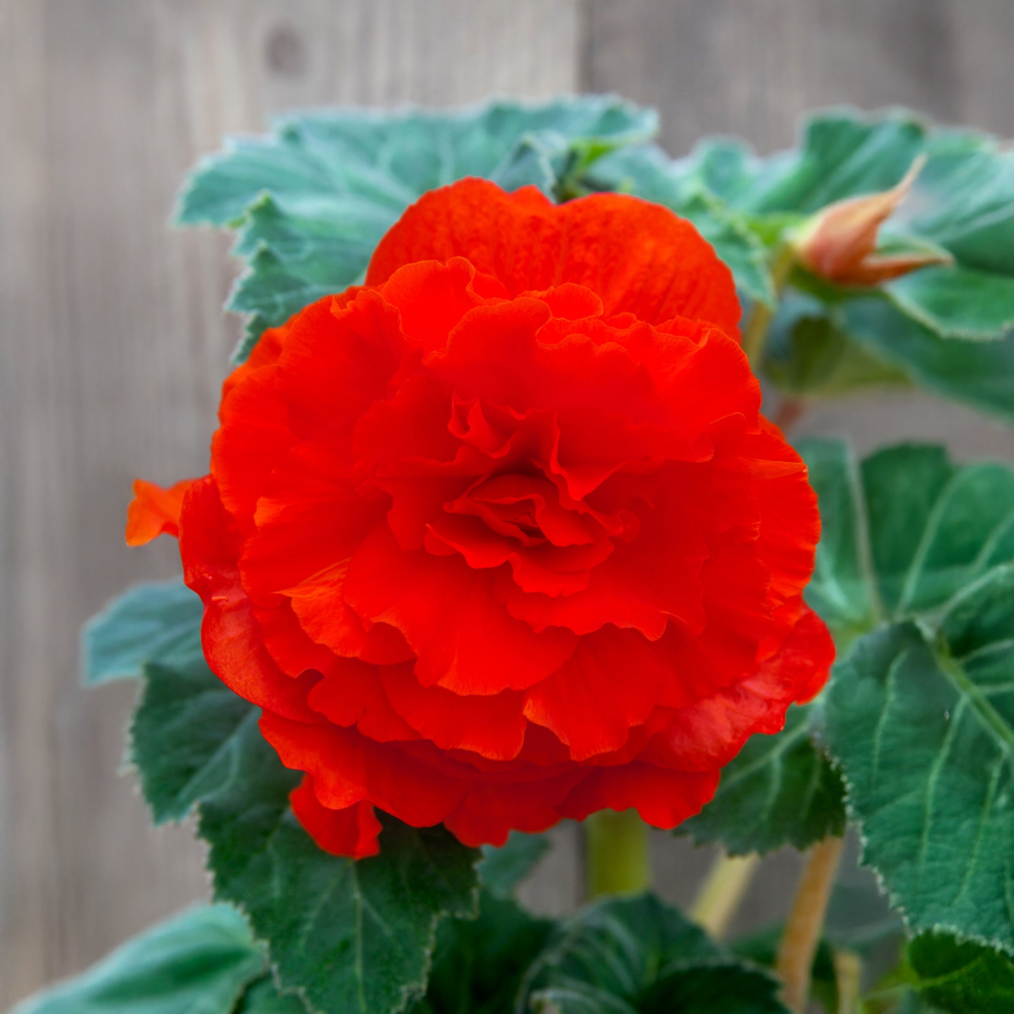 Begonia double red