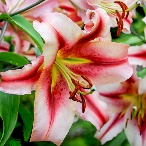 Lilium Like A Tree Olympic Torch (2 Bulbs) – preciousplantsuk