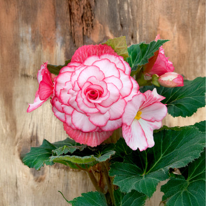 Begonia Bouton De Rose