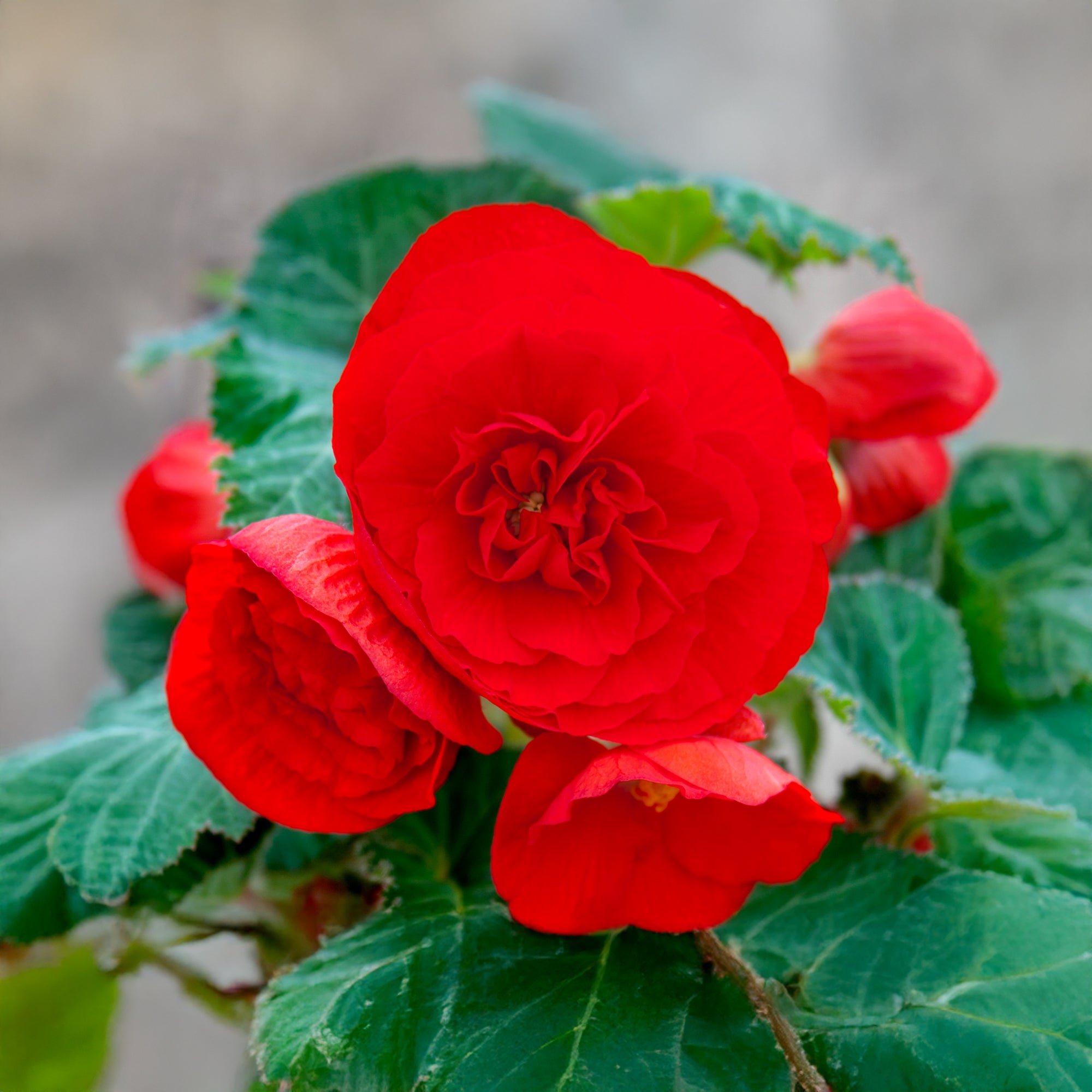 Begonia double red