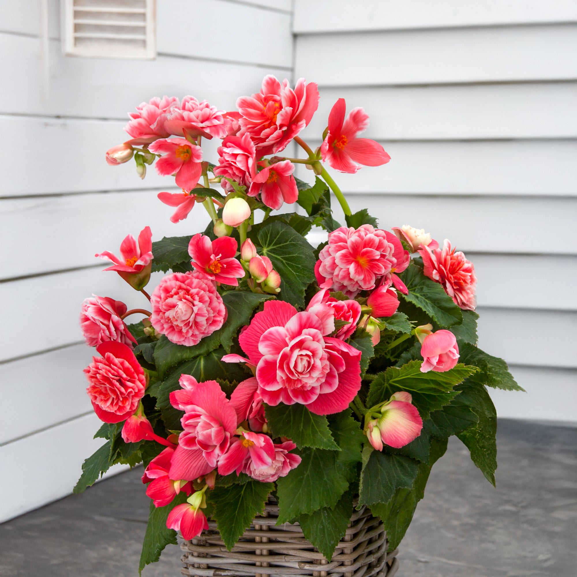 Begonia Camelia Flora