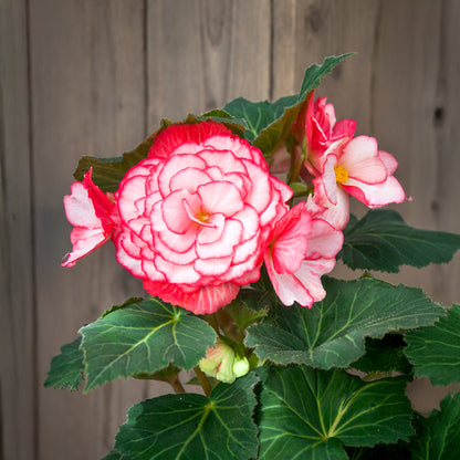 Begonia Bouton De Rose