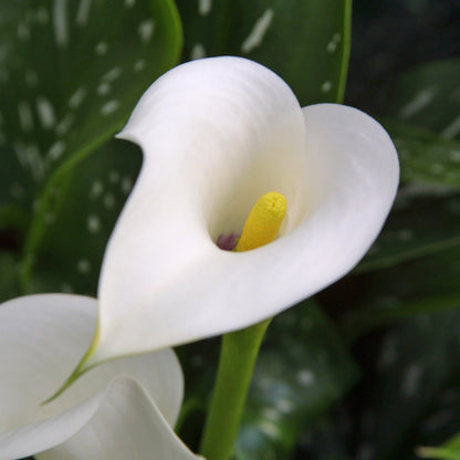Calla Lily Albomaculata (2 Bulbs)