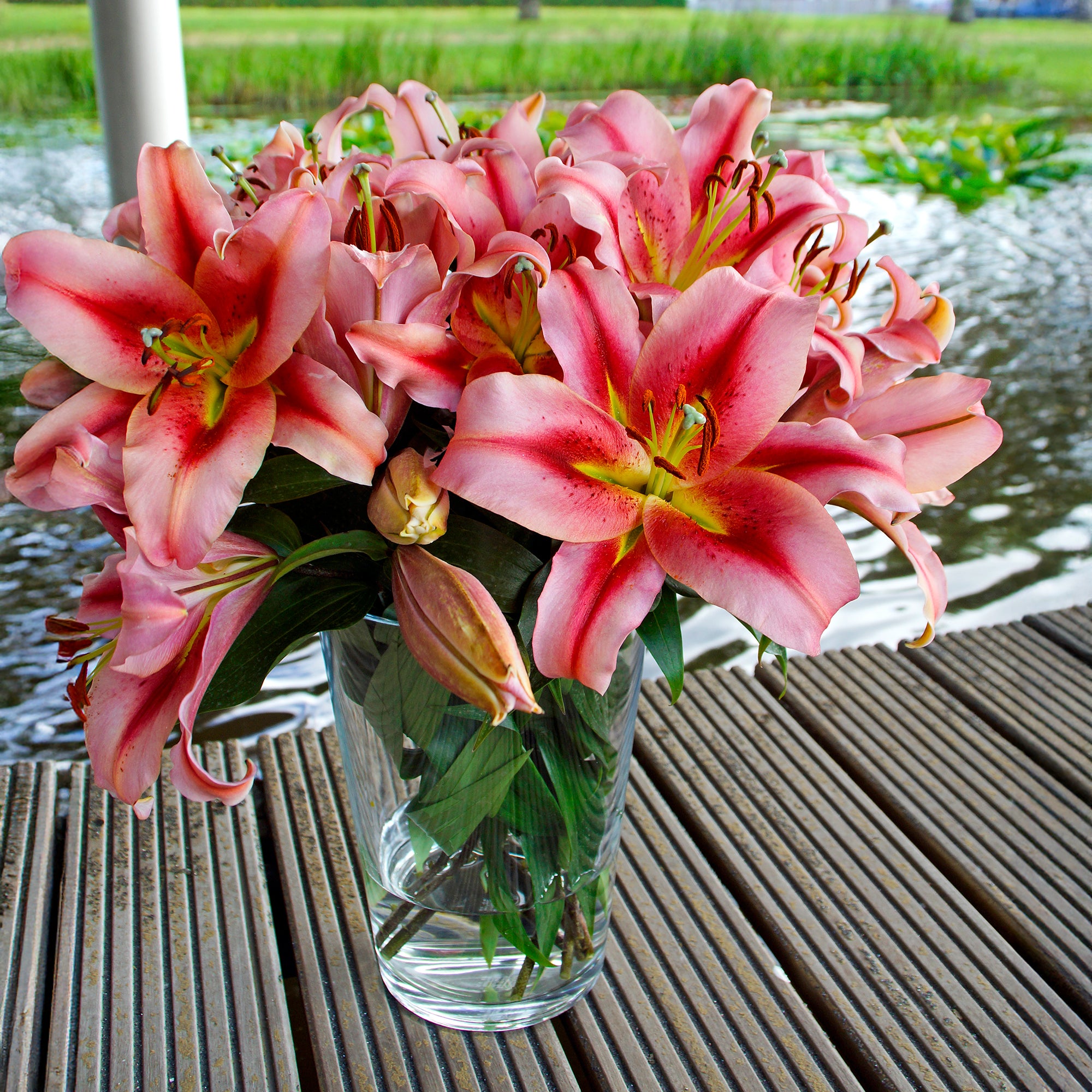 Lilium Like A Tree Olympic Torch (2 Bulbs)