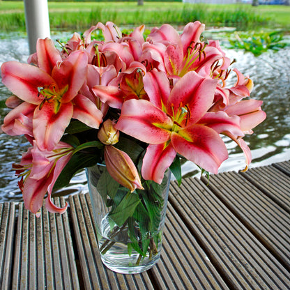 Lilium Like A Tree Olympic Torch (2 Bulbs)