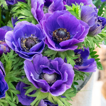 Anemone Mr. Fokker (15 Bulbs)