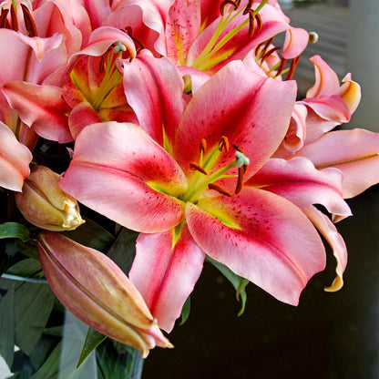 Lilium Like A Tree Olympic Torch (2 Bulbs)